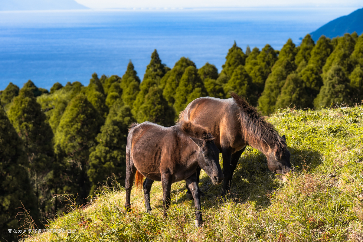 馬のいる景色 2024/12/15 都井岬にいる野生の馬・御崎馬を撮影する - 変なカメラ好き