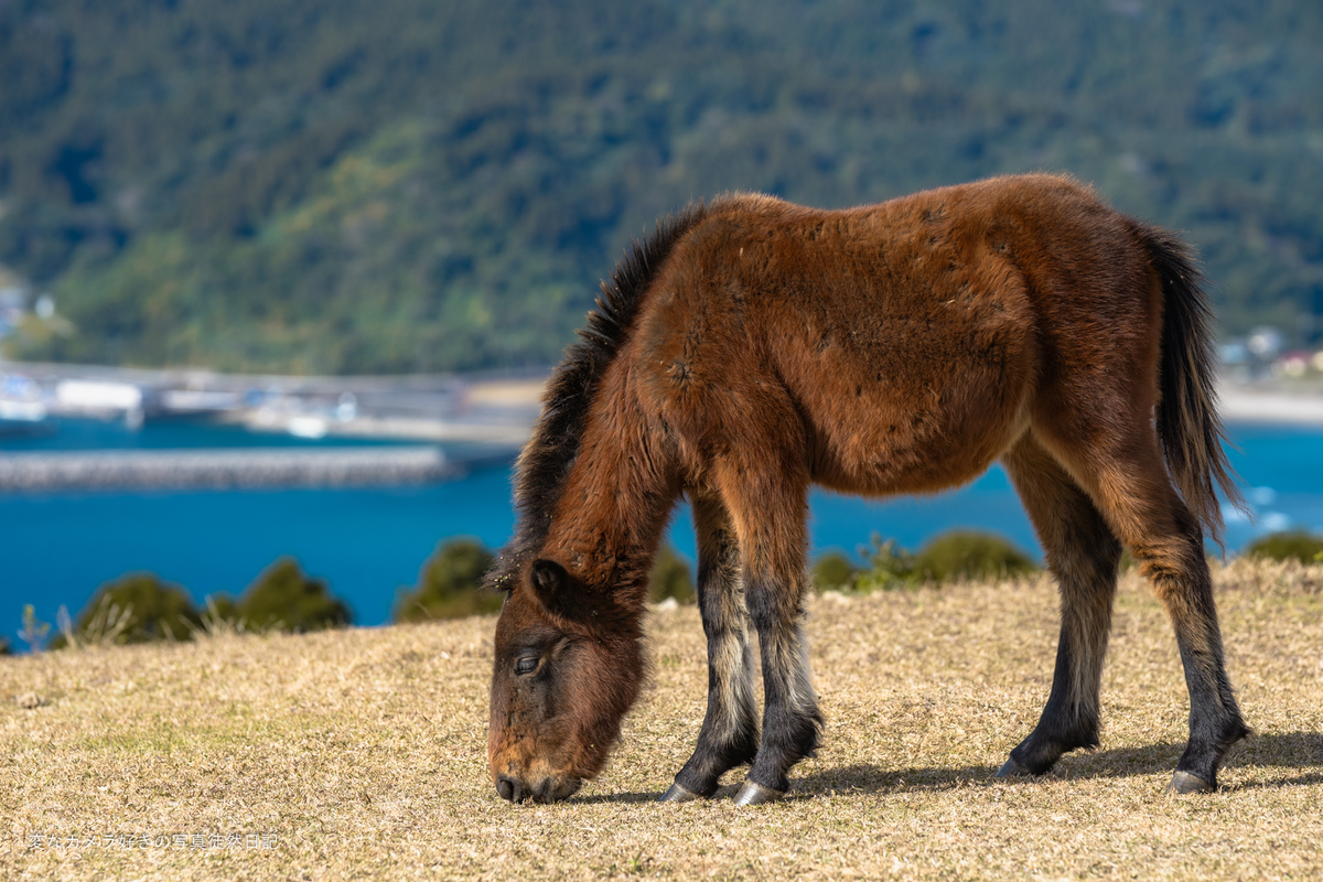 2024/12/15 都井岬にいる野生の馬・御崎馬を撮影する - 変なカメラ好き