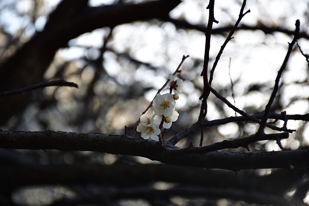 f:id:yushi1028:20180307092313j:plain f:id:yushi1028:20180307092313j:plain