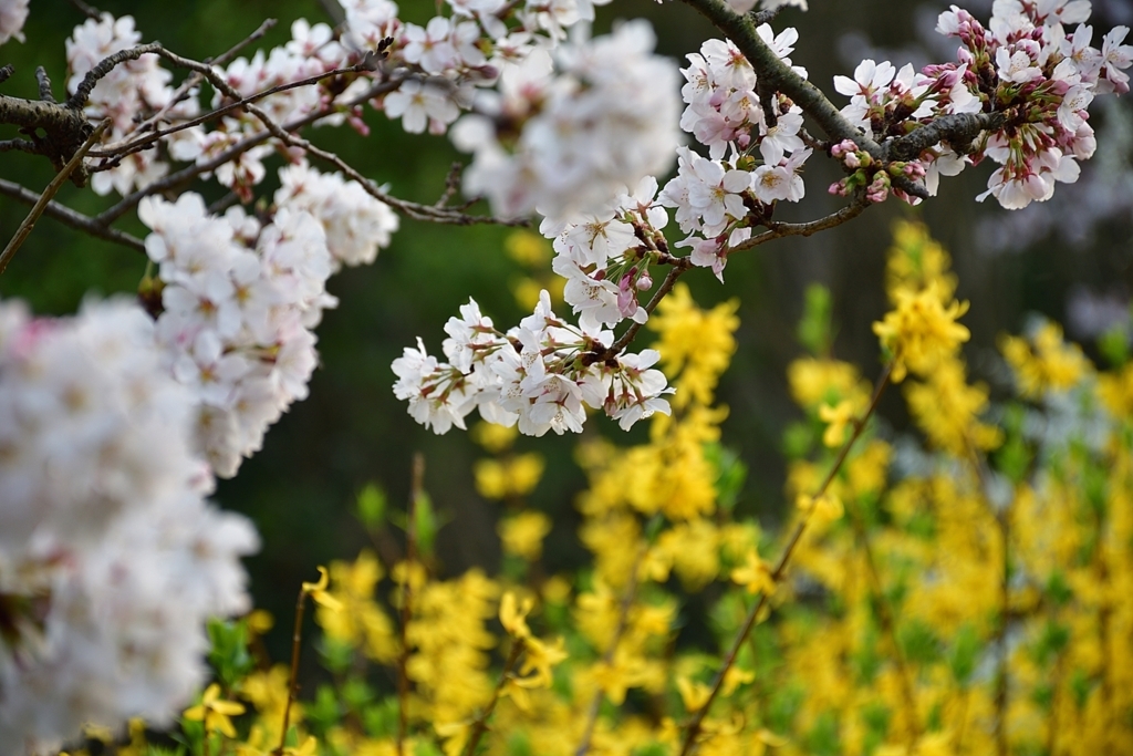 f:id:yushi1028:20180329184507j:plain f:id:yushi1028:20180329184507j:plain