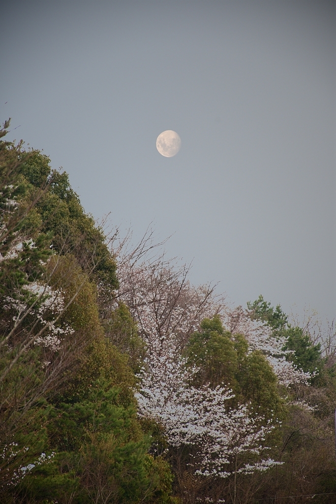 f:id:yushi1028:20180329185348j:plain f:id:yushi1028:20180329185348j:plain