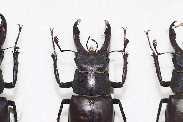 Lucanus cervus tauricus Motschulsky, 1845 タウリクスヨーロッパ