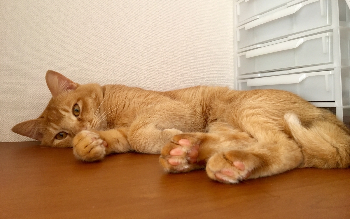 f:id:yusuke-to-yondekudasai:20190825113105j:plain f:id:yusuke-to-yondekudasai:20190825113105j:plain