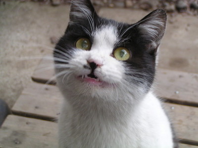 個別 猫 ねこ ポカーン の写真 画像 Yusuke S Fotolife