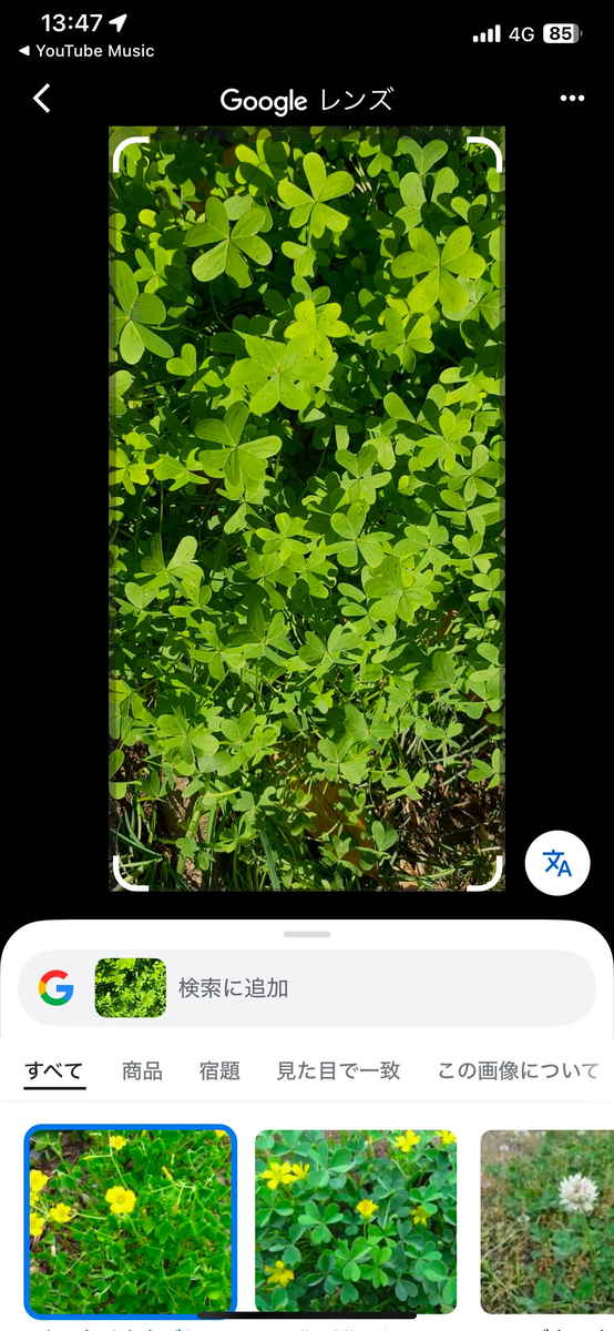 たまに見かけるクローバーみたいなやつの写真