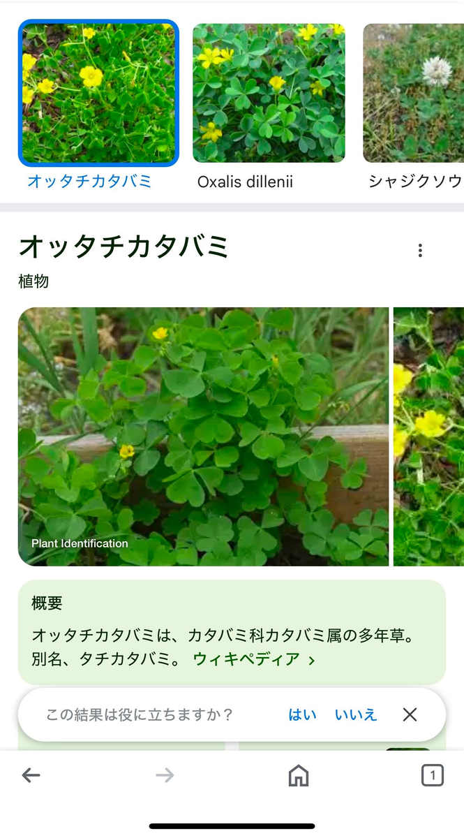 オッタチカタバミのGoogleレンズ検索結果