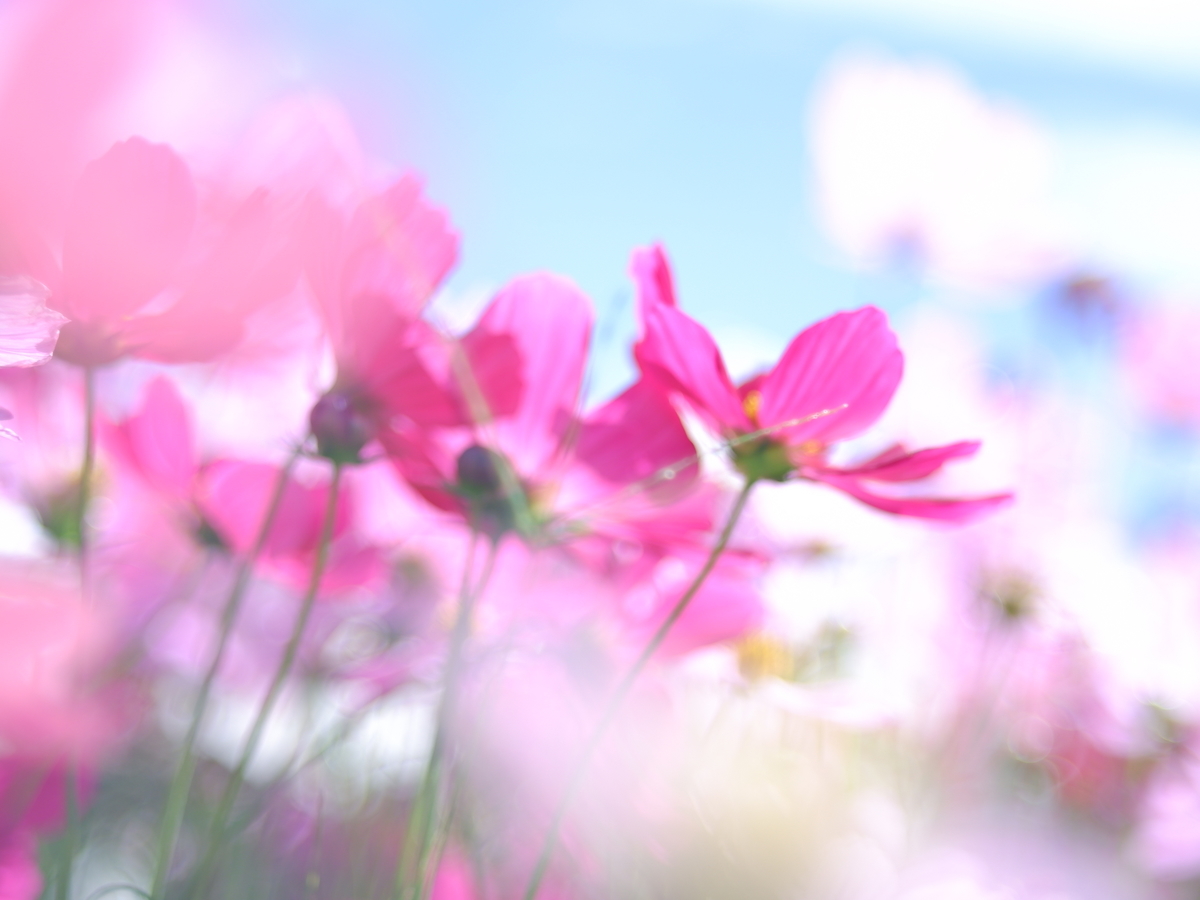 f:id:yusura-ume-chan:20211019173913j:plain