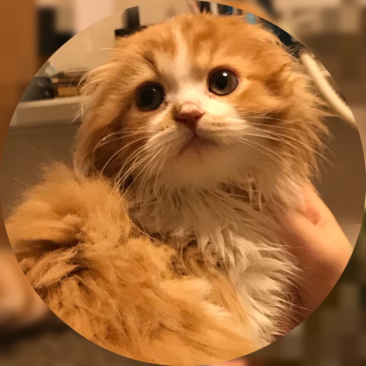 可愛すぎるスコティッシュフォールド ポテ太 初登場 猫世代ゆうたblog