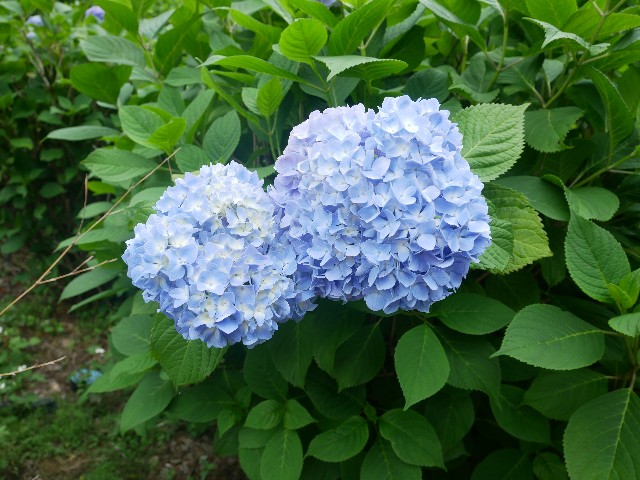 f:id:yuta208817:20190620151017j:image