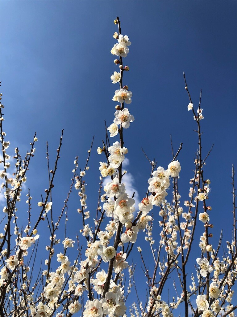 f:id:yutaka-y:20230304123925j:image f:id:yutaka-y:20230304123925j:image