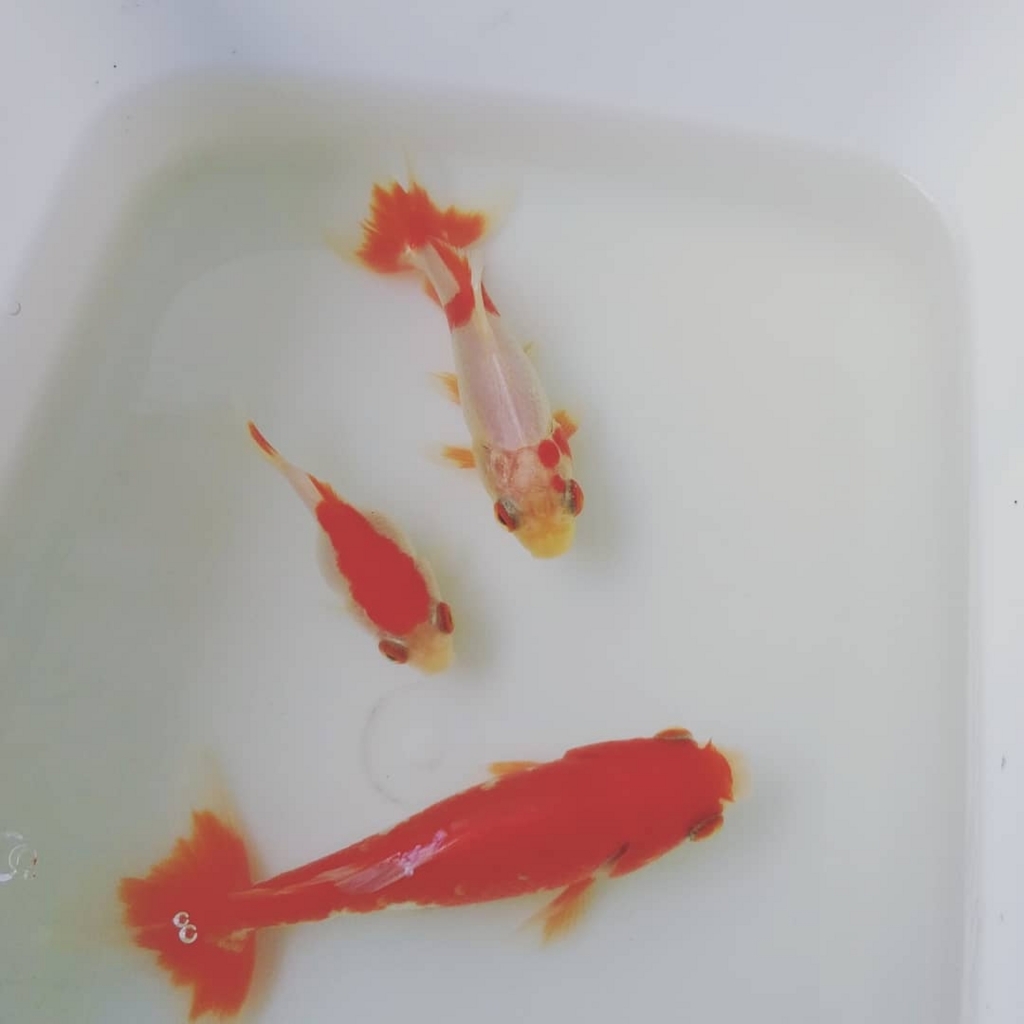 ベランダ金魚野郎 ベランダ金魚野郎 の 記録