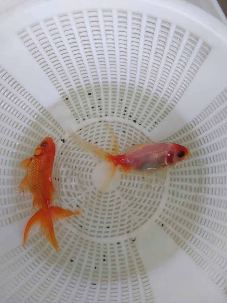長物ひらひらチーム ベランダ金魚野郎 の 記録