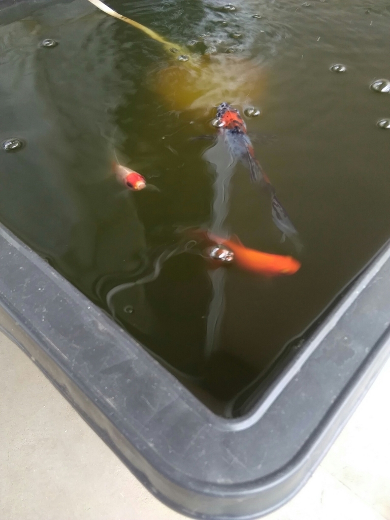 長物ひらひらチーム ベランダ金魚野郎 の 記録
