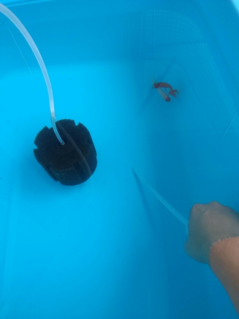 外で飼う醍醐味 ベランダ金魚野郎 の 記録
