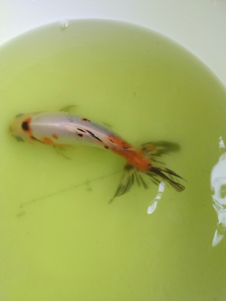 薄飼いの妙 ベランダ金魚野郎 の 記録