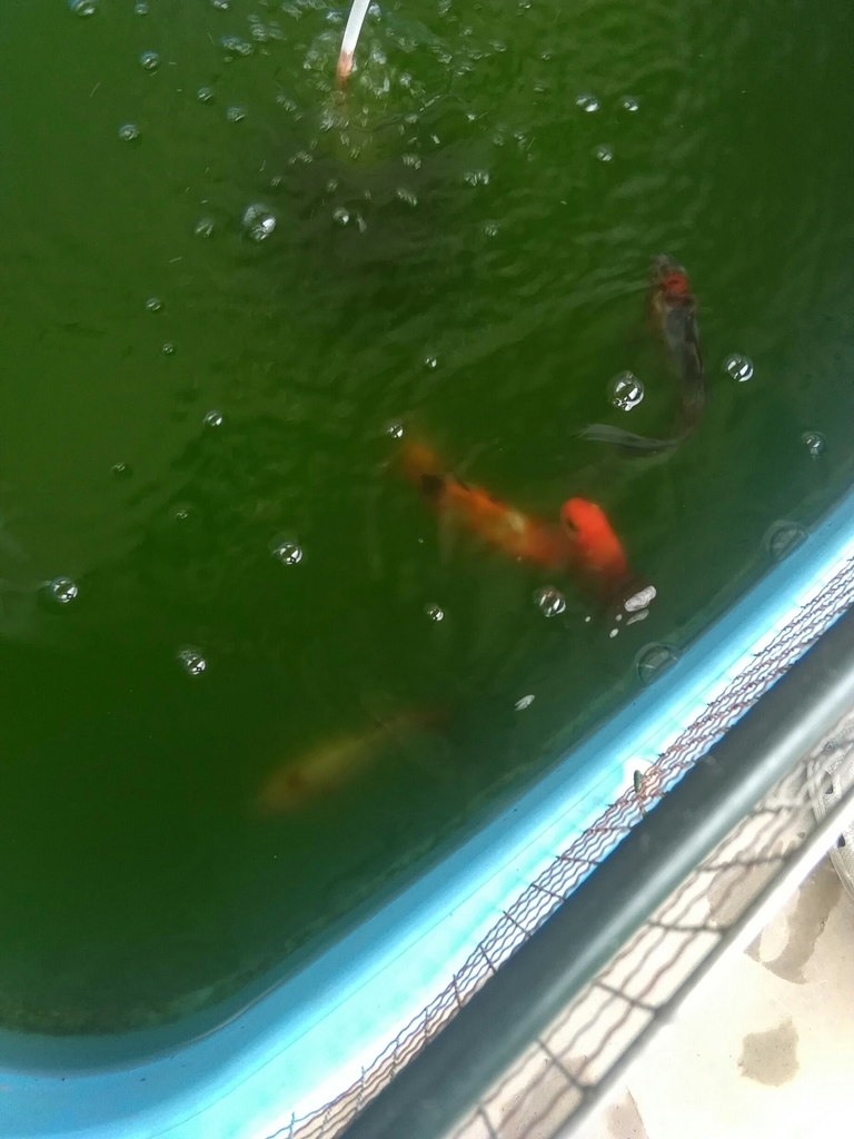 青水薄めて カメムシ掴む ベランダ金魚野郎 の 記録