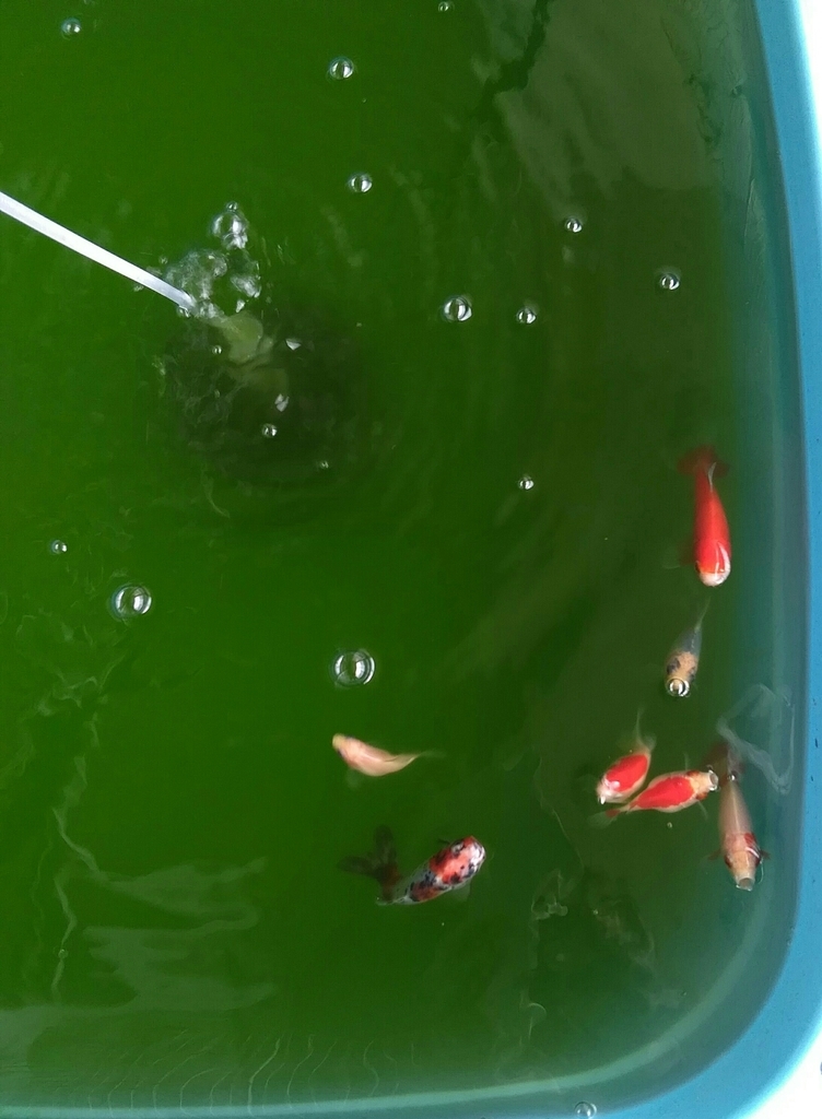 青水薄めて カメムシ掴む ベランダ金魚野郎 の 記録