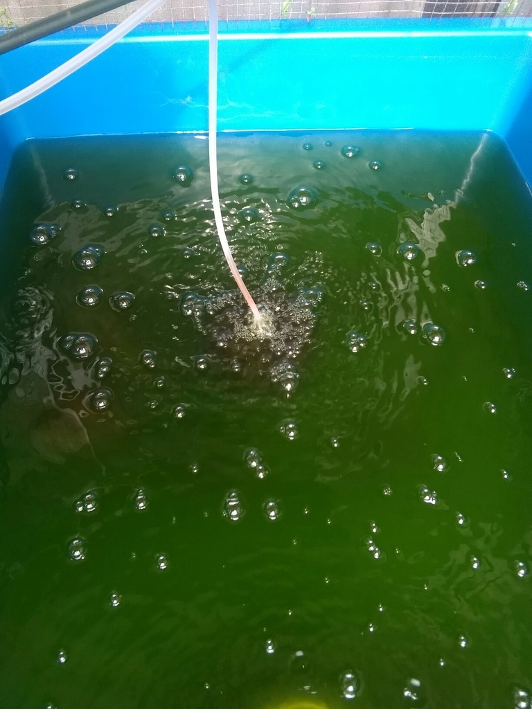 結論としてバスポンプが欲しい 全換水 ベランダ金魚野郎 の 記録