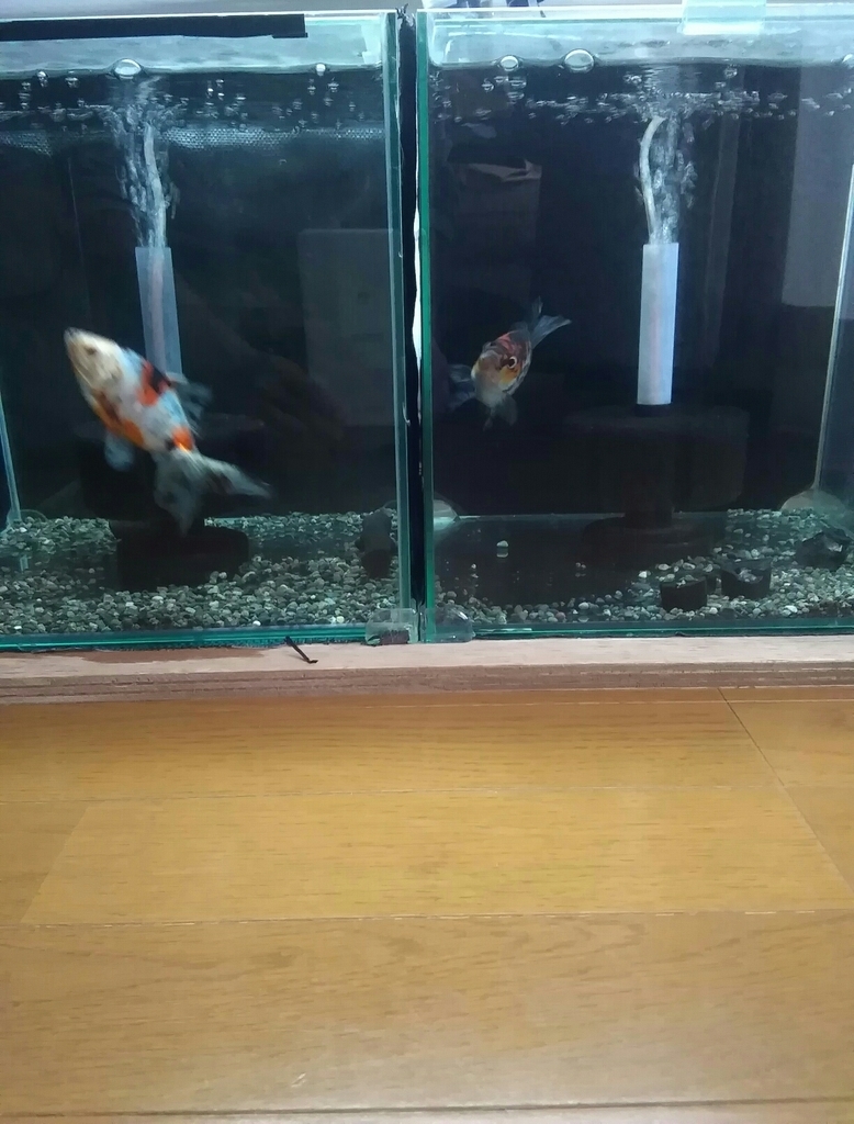 全換水後to黒おたま ベランダ金魚野郎 の 記録