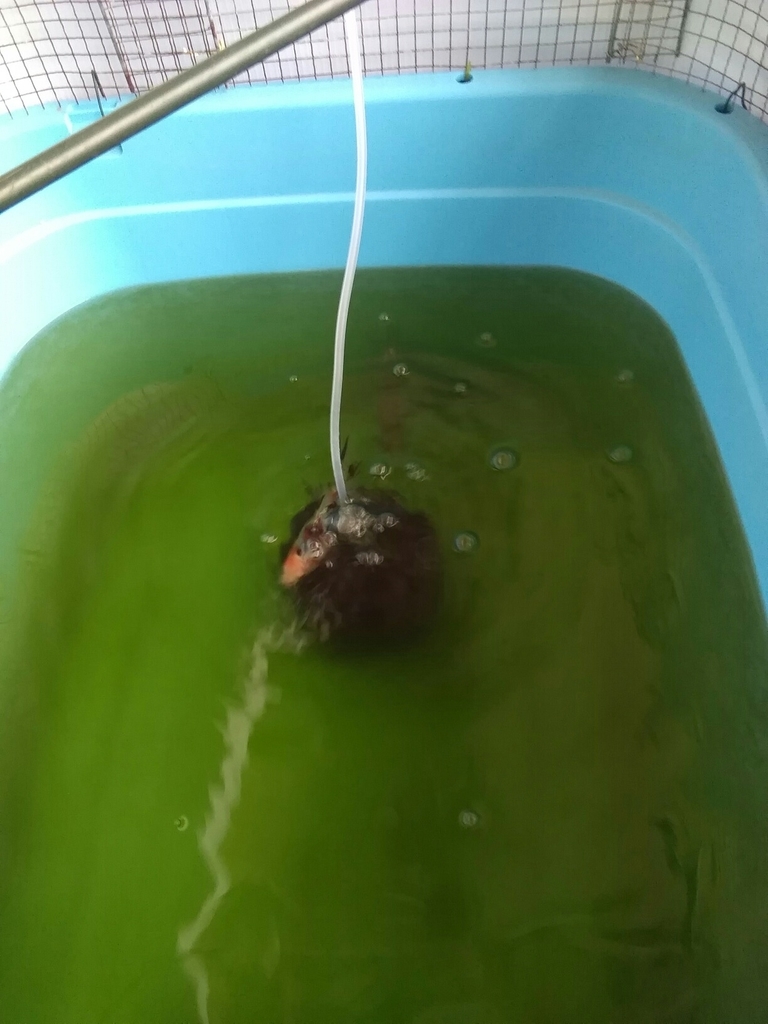 青水良好 オーロラ成功 ベランダ金魚野郎 の 記録 青水良好 オーロラ成功 ベランダ金魚野郎 の 記録