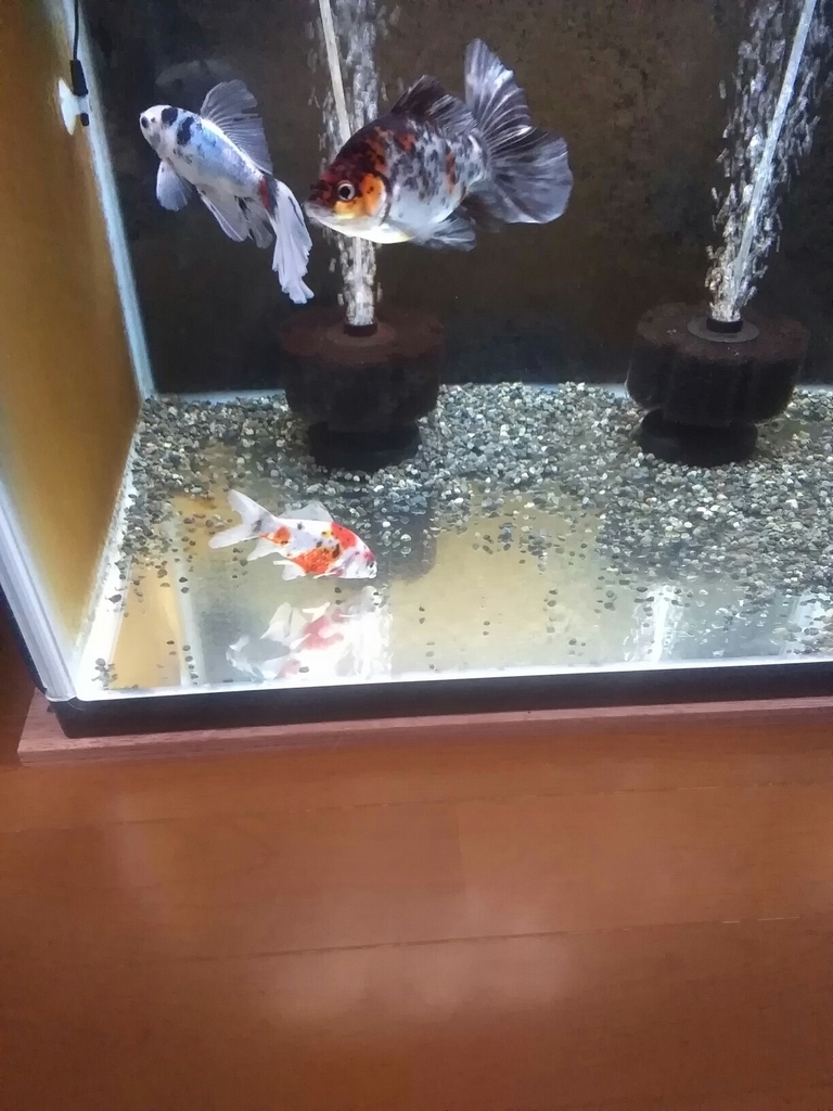 夏を制した金魚は 冬をも制するのか ベランダ金魚野郎 の 記録