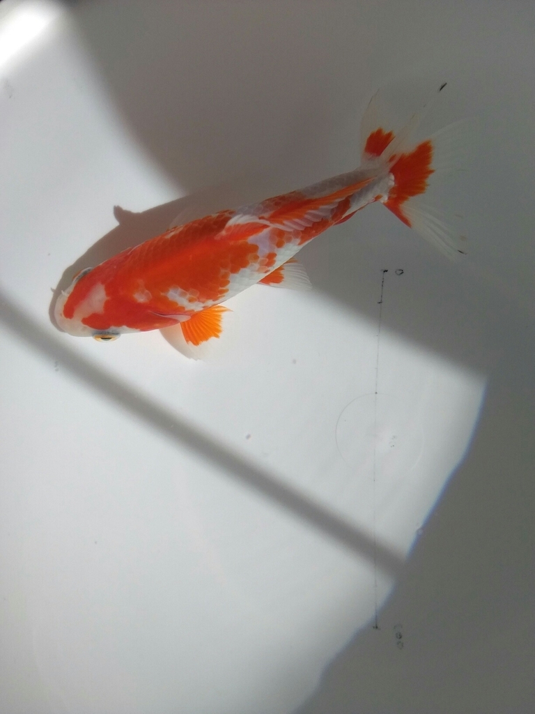 美濃紅和金 ようやく ベランダ金魚野郎 の 記録