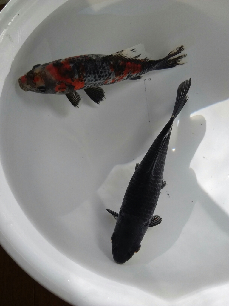 金 魚 と筋 肉 で 話し噛み合う夫婦 ベランダ金魚野郎 の 記録
