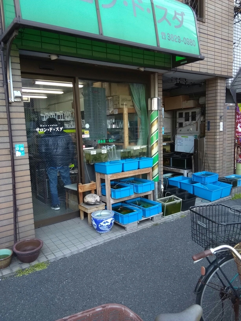 f:id:yutakakingyo:20190126192730j:plain