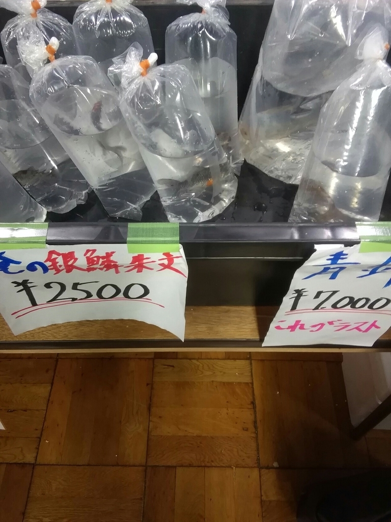 f:id:yutakakingyo:20190210200141j:plain f:id:yutakakingyo:20190210200141j:plain