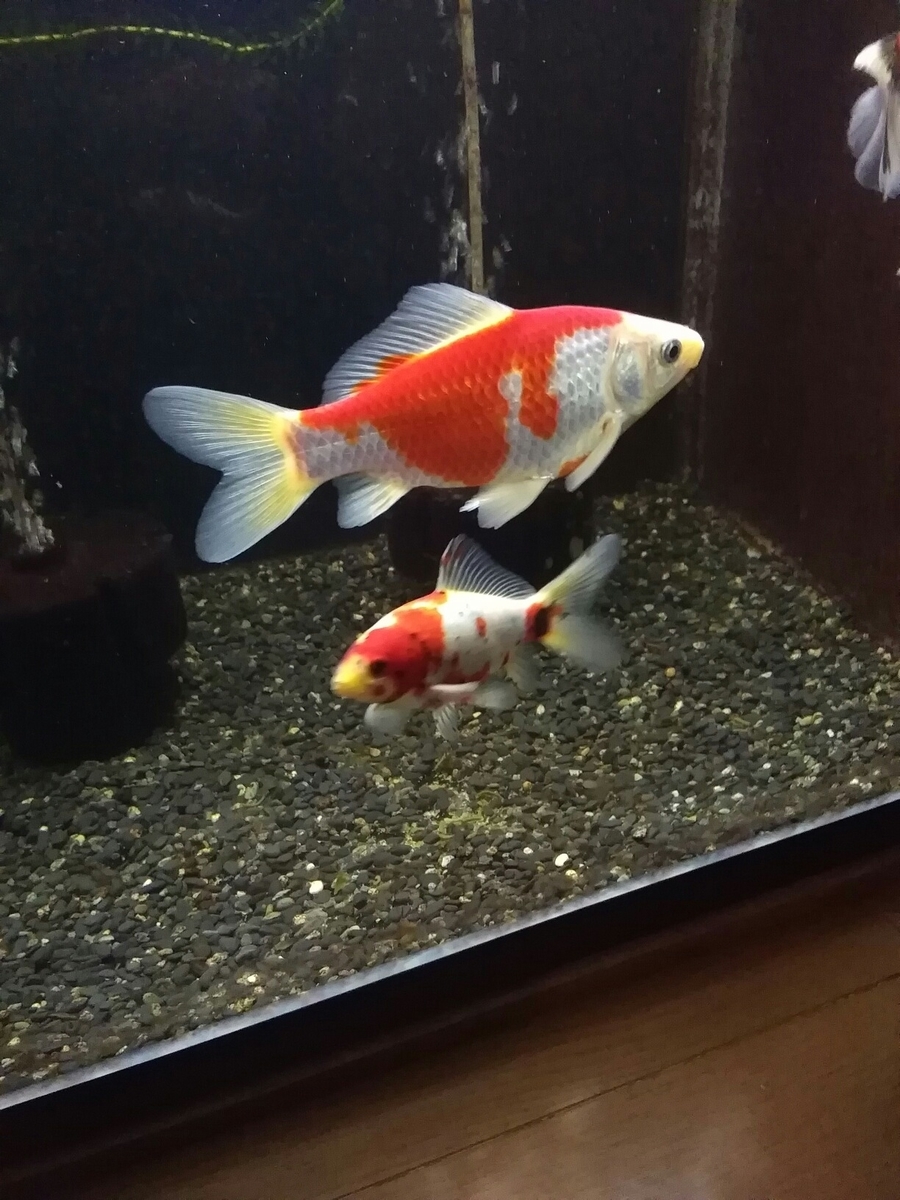 混泳解体迫るも つくづく惜しい ベランダ金魚野郎 の 記録 混泳解体迫るも つくづく惜しい ベランダ金魚野郎 の 記録