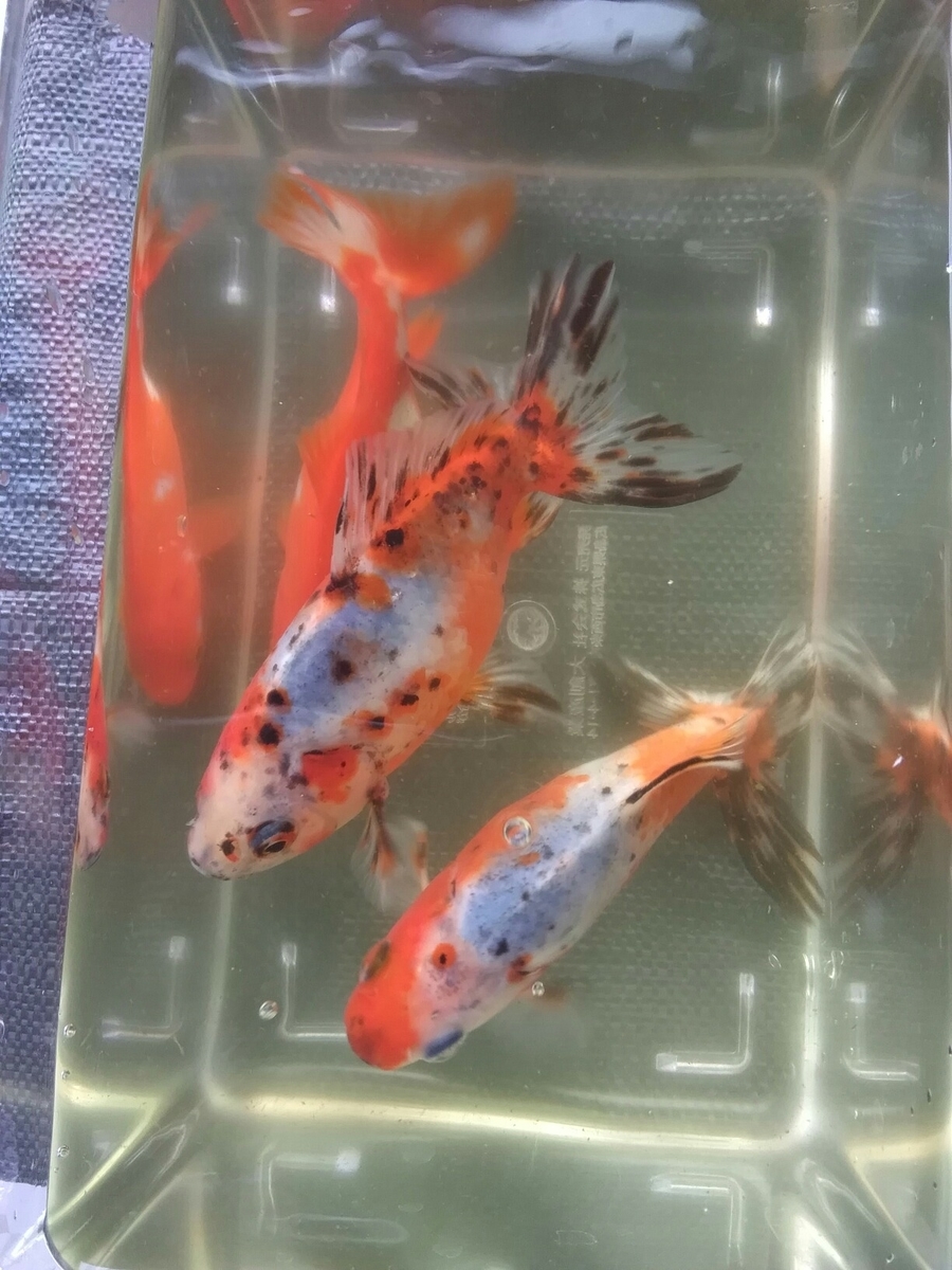 薩摩おごじょ・隼人錦と和錦。 - ベランダ金魚野郎。の、記録