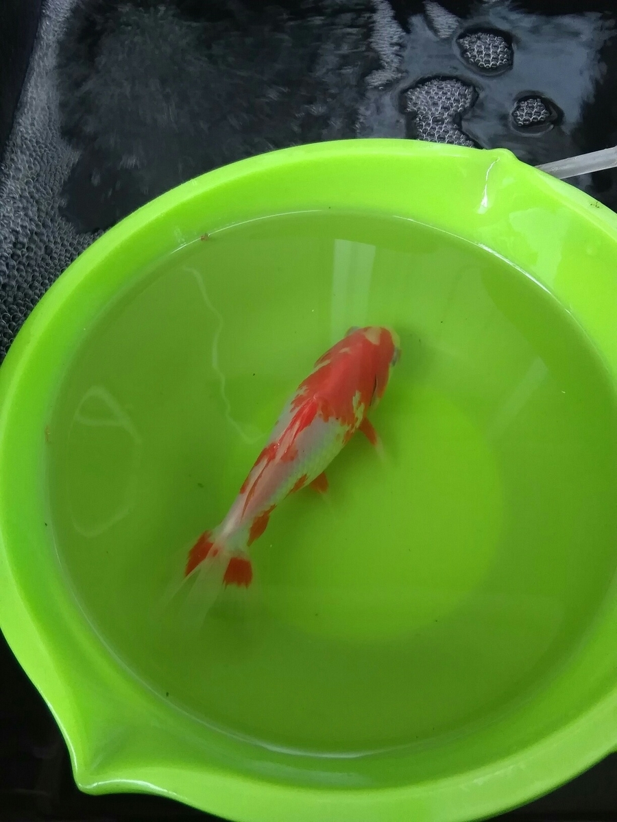 市ヶ谷フィッシュセンターto隔離 ベランダ金魚野郎 の 記録 市ヶ谷フィッシュセンターto隔離 ベランダ金魚野郎 の 記録