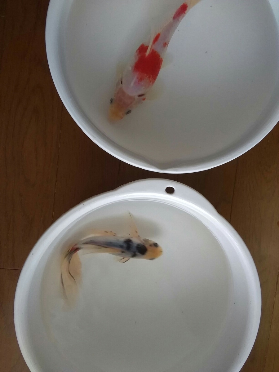 雌水槽と 雄タライ ベランダ金魚野郎 の 記録