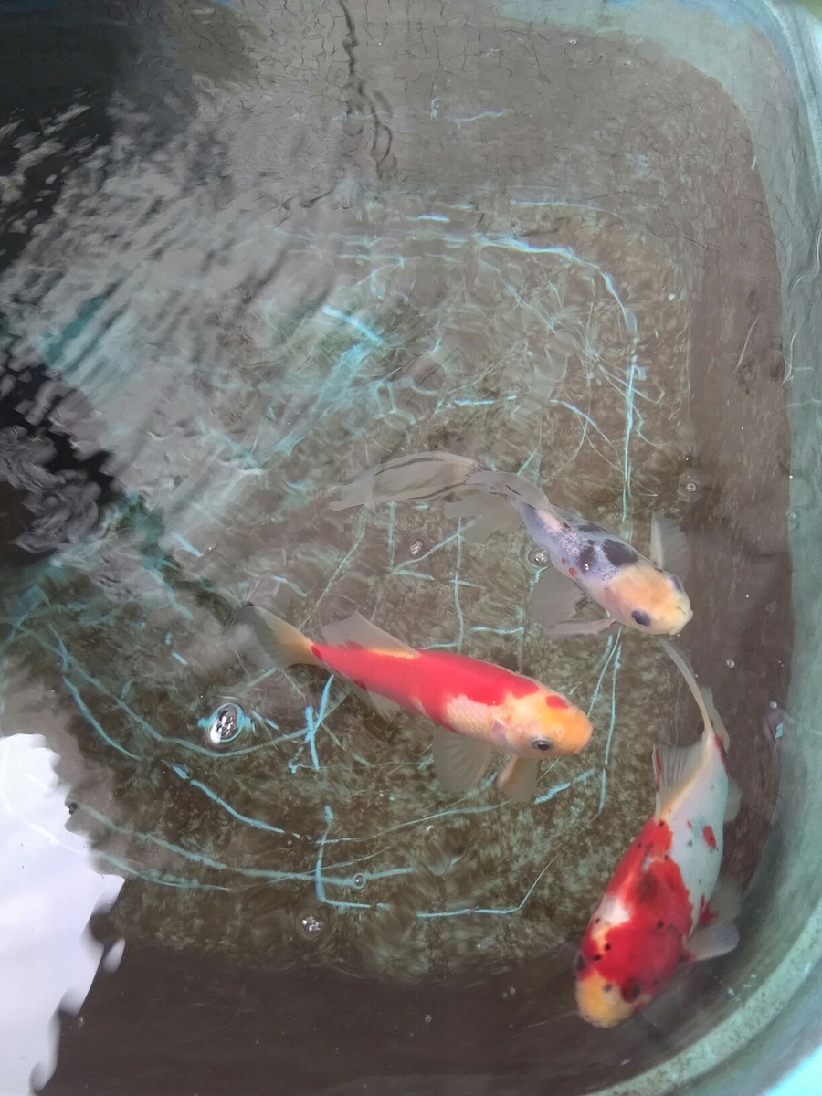 雌水槽と 雄タライ ベランダ金魚野郎 の 記録