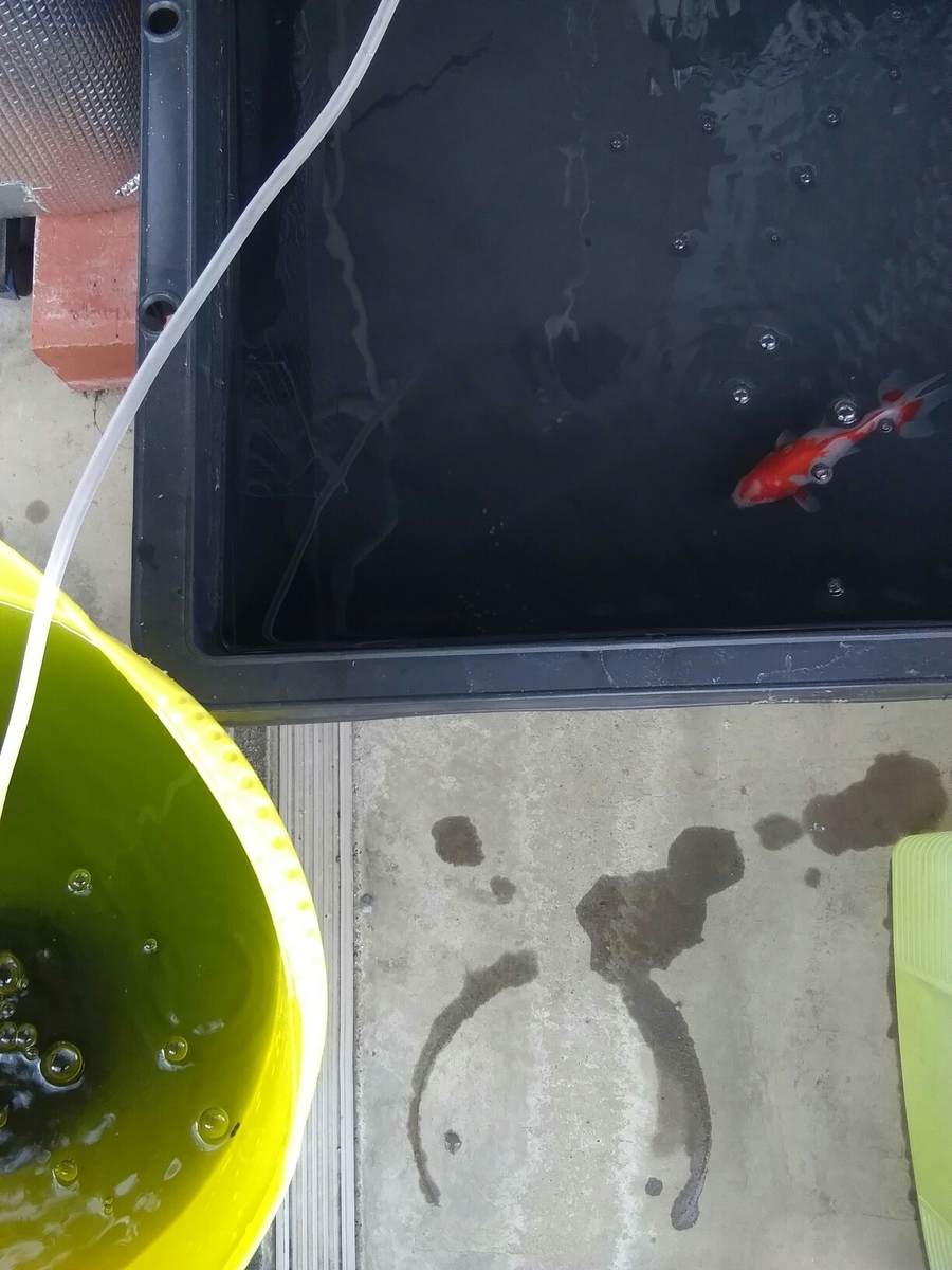 六鱗タライ メンテ ベランダ金魚野郎 の 記録