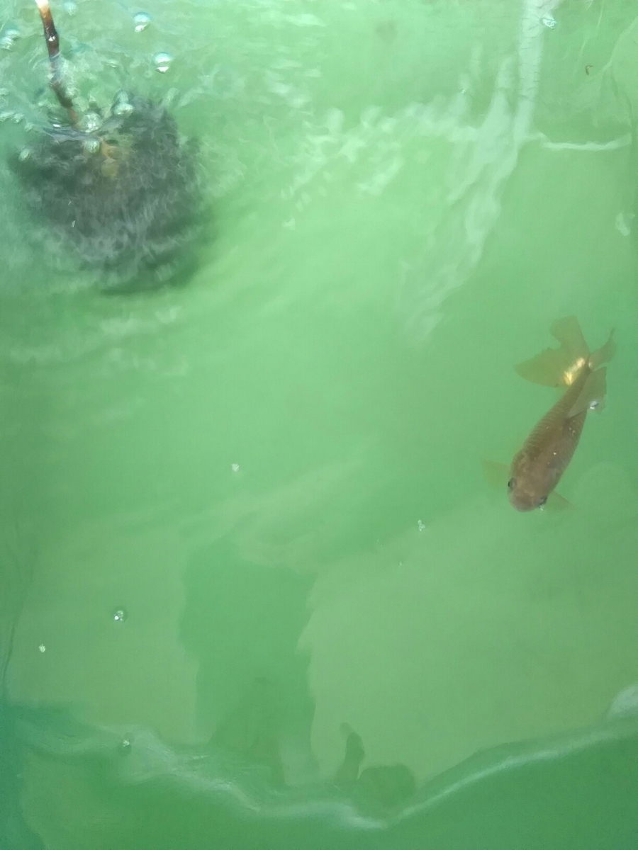 台風一過 青水の変 ベランダ金魚野郎 の 記録