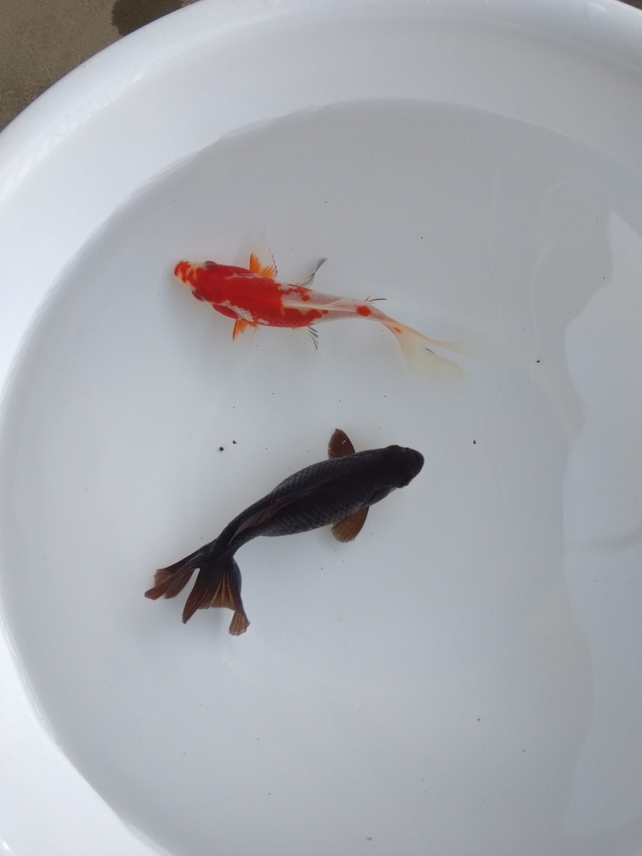 花咲かじいさん糞取れおっさん ベランダ金魚野郎 の 記録