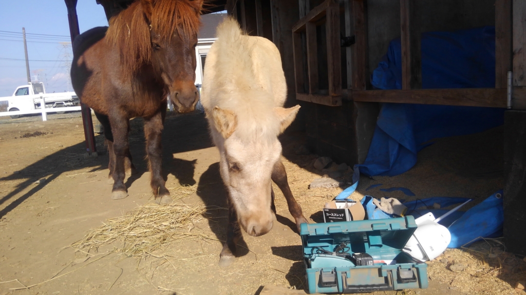 馬の反抗 - 道産子(北海道和種馬)飼育日記
