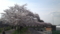 夕暮れの桜並木