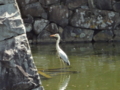 [旅行][風景]池の中に居る鳥