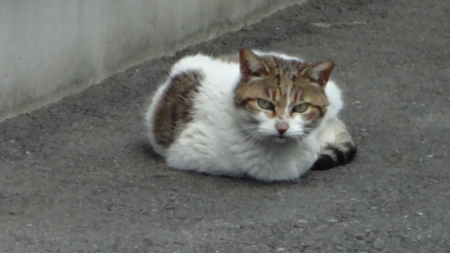 f:id:yutanty:20120505165827j:image:w360