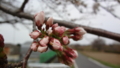 [風景][季節]桜の花が伸びきってきました