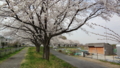 [風景][季節]満開の見沼代用水 桜並木