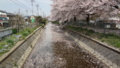 [季節][風景]花びらのじゅうたん