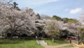 [季節][風景]山桜みたいで綺麗♪