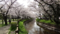 [季節][風景]見沼代用水 お花見スポット