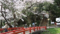 [季節][風景]神社への赤い橋