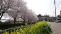 [季節][風景]桜と神社の山