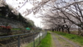 [季節][風景]再び桜並木