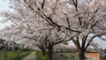 [季節][風景]マイ桜の定点観測